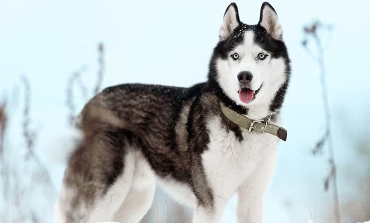 Siberian Husky mumbai